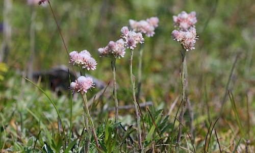 Hanplantor Foto: Stefan Svenaeus