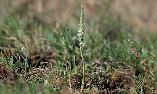 Foto: Stefan Svenaeus