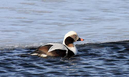 Alfågel Foto: Stefan Svenaeus