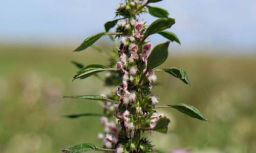 Foto: Stefan Svenaeus