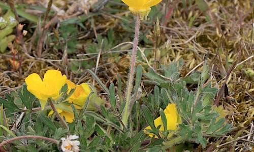 Foto: Stefan Svenaeus