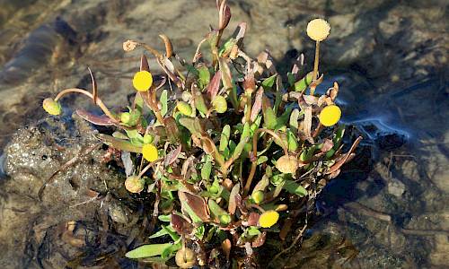 Foto: Stefan Svenaeus