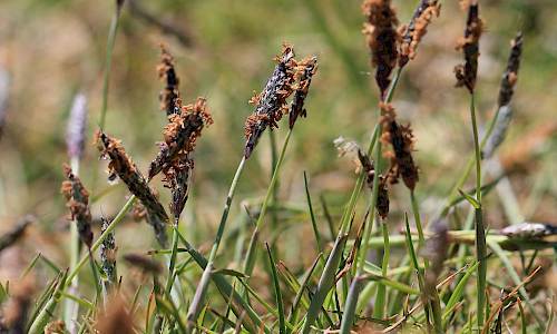 Foto: Stefan Svenaeus