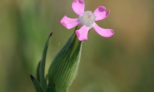 Foto: Stefan Svenaeus