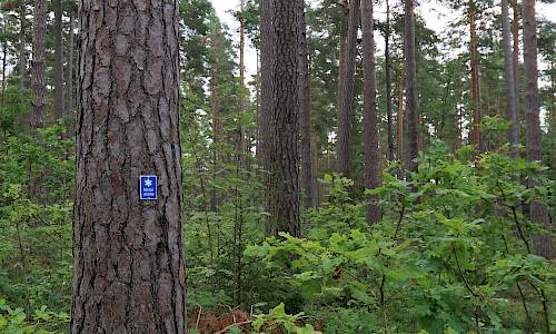 Foto: Stefan Svenaeus 2023