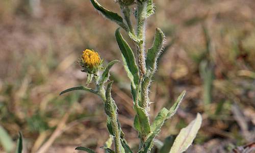 Foto: Stefan Svenaeus