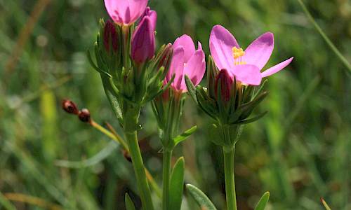 Foto: Stefan Svenaeus
