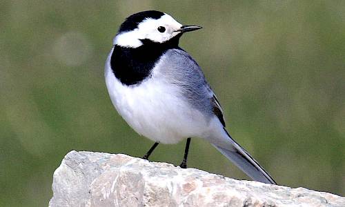 Sädesärla Foto: Stefan Svenaeus