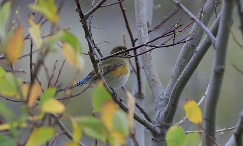 Blåstjärt Foto: Stefan Svenaeus