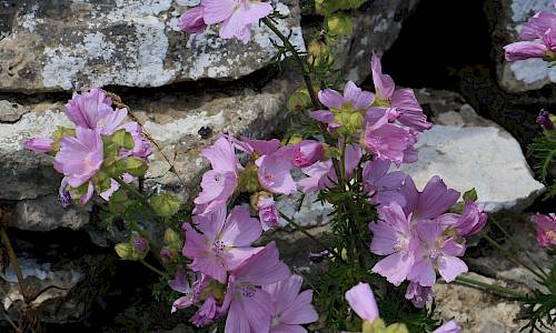 Foto: Stefan Svenaeus