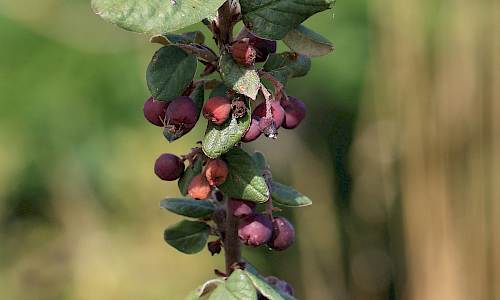 Foto: Stefan Svenaeus