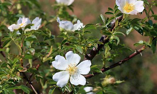 Foto: Stefan Svenaeus