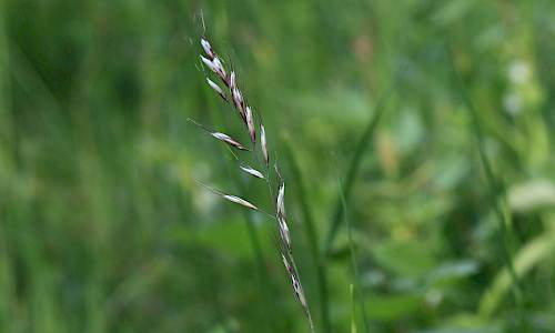 Foto: Stefan Svenaeus