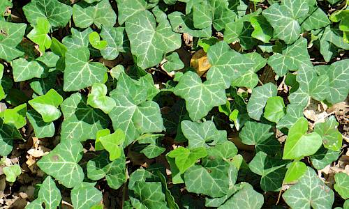 Icke blombärande skott Foto: Stefan Svenaeus