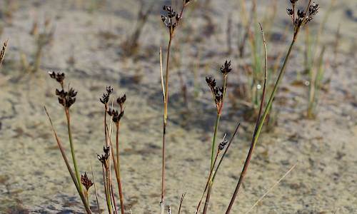 Foto: Stefan Svenaeus