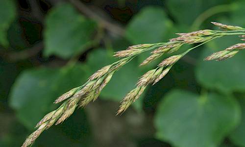 Foto: Stefan Svenaeus