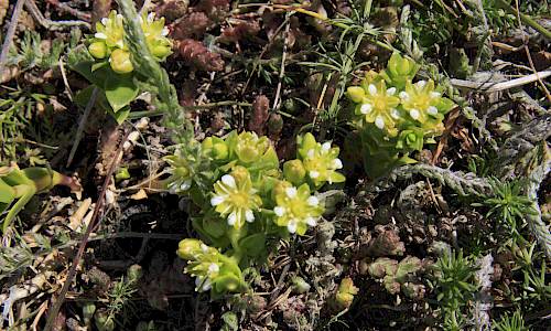 Foto: Stefan Svenaeus