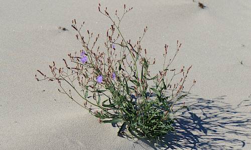 Foto: Stefan Svenaeus