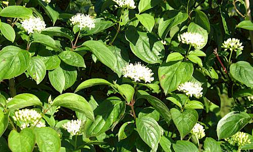 Foto: Stefan Svenaeus