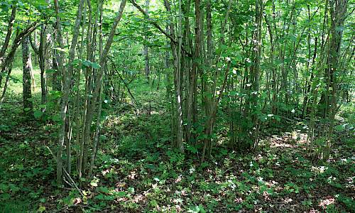 Foto: Stefan Svenaeus 2025