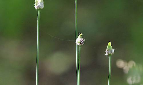 Foto: Stefan Svenaeus