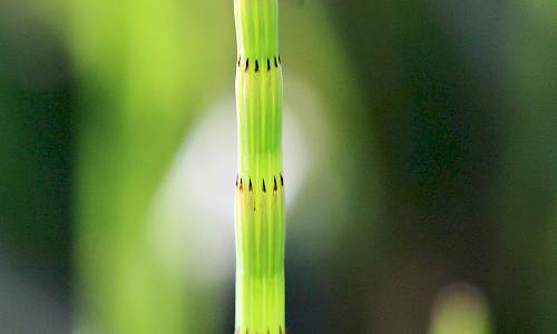 Foto: Stefan Svenaeus