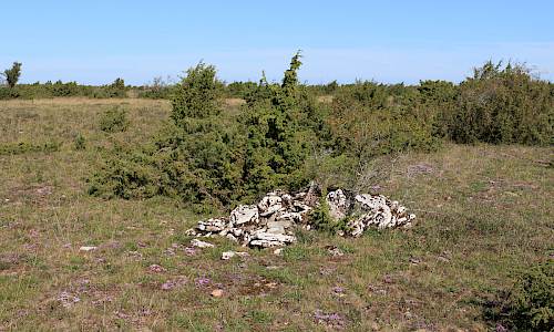 Foto: Stefan Svenaeus 2025