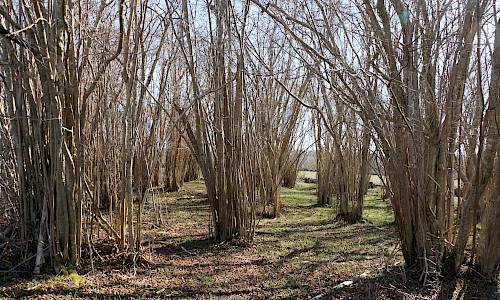 Foto: Stefan Svenaeus