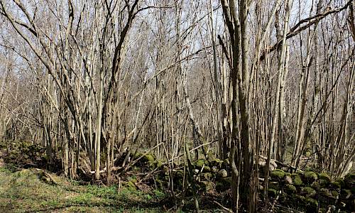 Foto: Stefan Svenaeus 2026