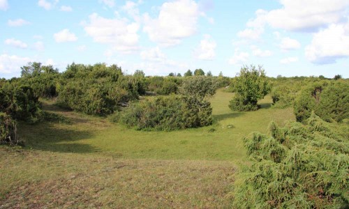 Foto: Stefan Svenaeus