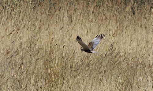 Brun kärrhök Foto: Stefan Svenaeus