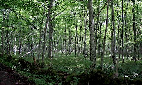 Foto: Stefan Svenaeus