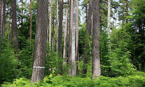 Foto: Stefan Svenaeus 2014