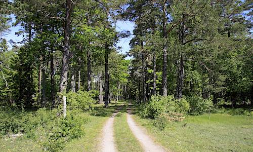 Foto: Stefan Svenaeus 2015