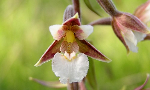 Kärrknipprot. Foto: Stefan Svenaeus
