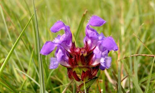 Praktbrunört. Foto: Stefan Svenaeus