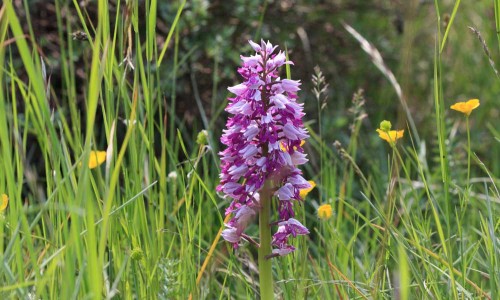 Johannesnycklar. Foto: Stefan Svenaeus