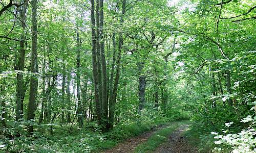 Foto: Stefan Svenaeus 2020