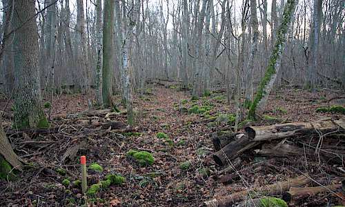 Foto: Stefan Svenaeus