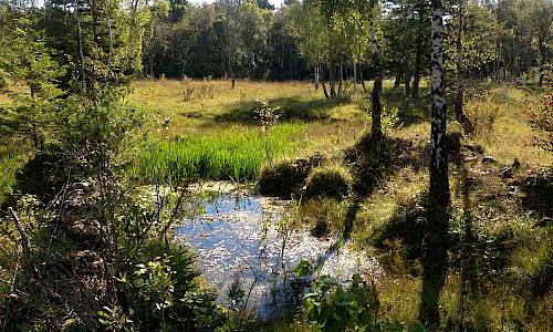 Foto: Stefan Svenaeus