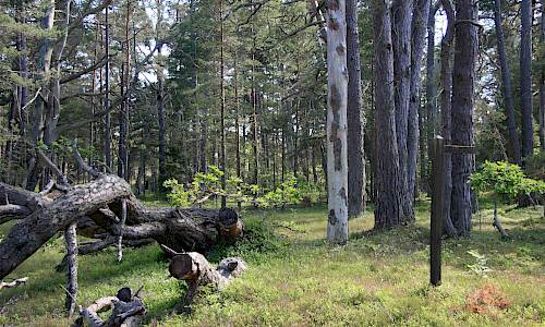 Foto: Stefan Svenaeus 2014