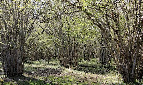 Foto: Stefan Svenaeus 2015