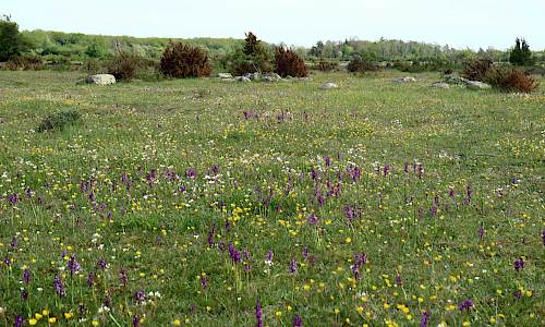 Foto: Stefan Svenaeus