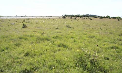 Foto: Stefan Svenaeus
