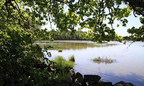 Inifrån Skogsgärdet i Horns kungsgård. Foto: Stefan Svenaeus