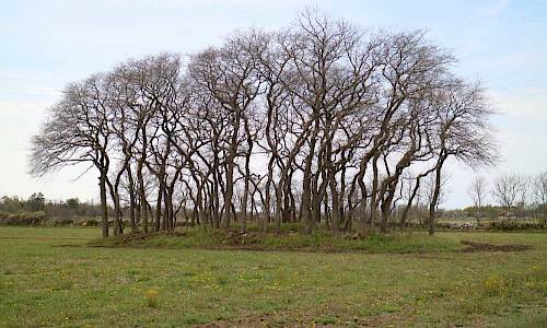 Foto: Stefan Svenaeus 2017