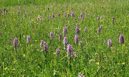 Foto: Stefan Svenaeus 2017