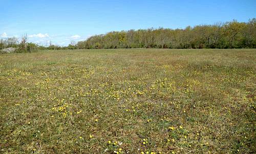 Slåtteräng norr om vägen till Knisa Foto: Stefan Svenaeus 2020