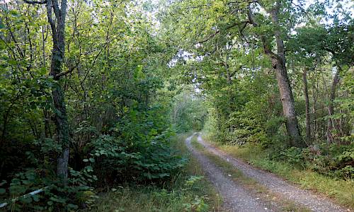 Foto: Stefan Svenaeus 2020