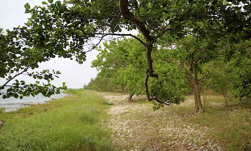 Foto: Stefan Svenaeus